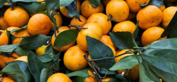 Ацитрустә сезон ианалага инаркны 32 нызықь тонна амандарина Аԥснынтәи иахыргеит