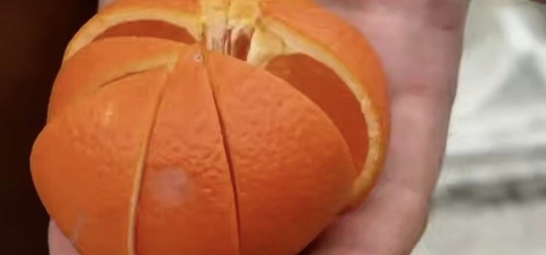 Ацитрустә гибрид — минеолу — аӡыргара мҩаԥысит Аҟәа ақалақь, афестиваль «Амандарин» аҿы.