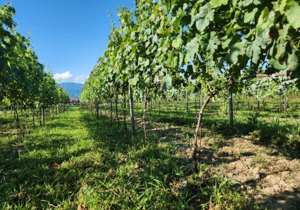 Виноделие сегодня: житель села Кутол стал участником программы развития сельского хозяйства в Абхазии