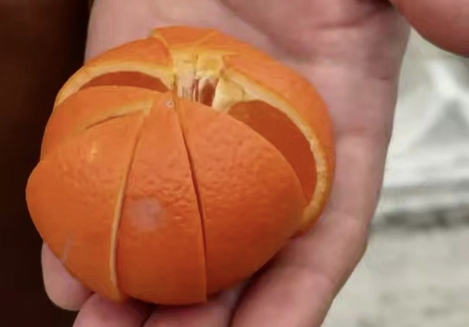 Ацитрустә гибрид — минеолу — аӡыргара мҩаԥысит Аҟәа ақалақь, афестиваль «Амандарин» аҿы.