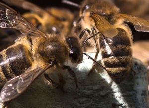 Проектный офис ФАО ООН завершил цикл тренингов для пчеловодов Абхазии   