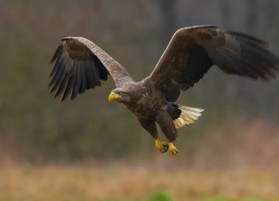 Роман Дбар: в Абхазии восстановилась популяция орлана-белохвоста