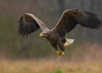 Роман Дбар: в Абхазии восстановилась популяция орлана-белохвоста