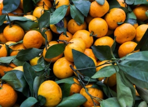 Ацитрустә сезон ианалага инаркны 32 нызықь тонна амандарина Аԥснынтәи иахыргеит