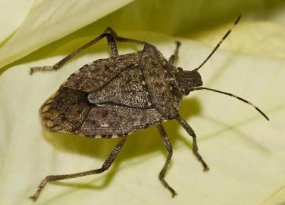 Минсельхоз Абхазии меняет тактику борьбы с мраморным клопом