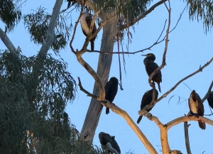 Бакланы не угрожают эвкалиптам у «Брехаловки» — эколог