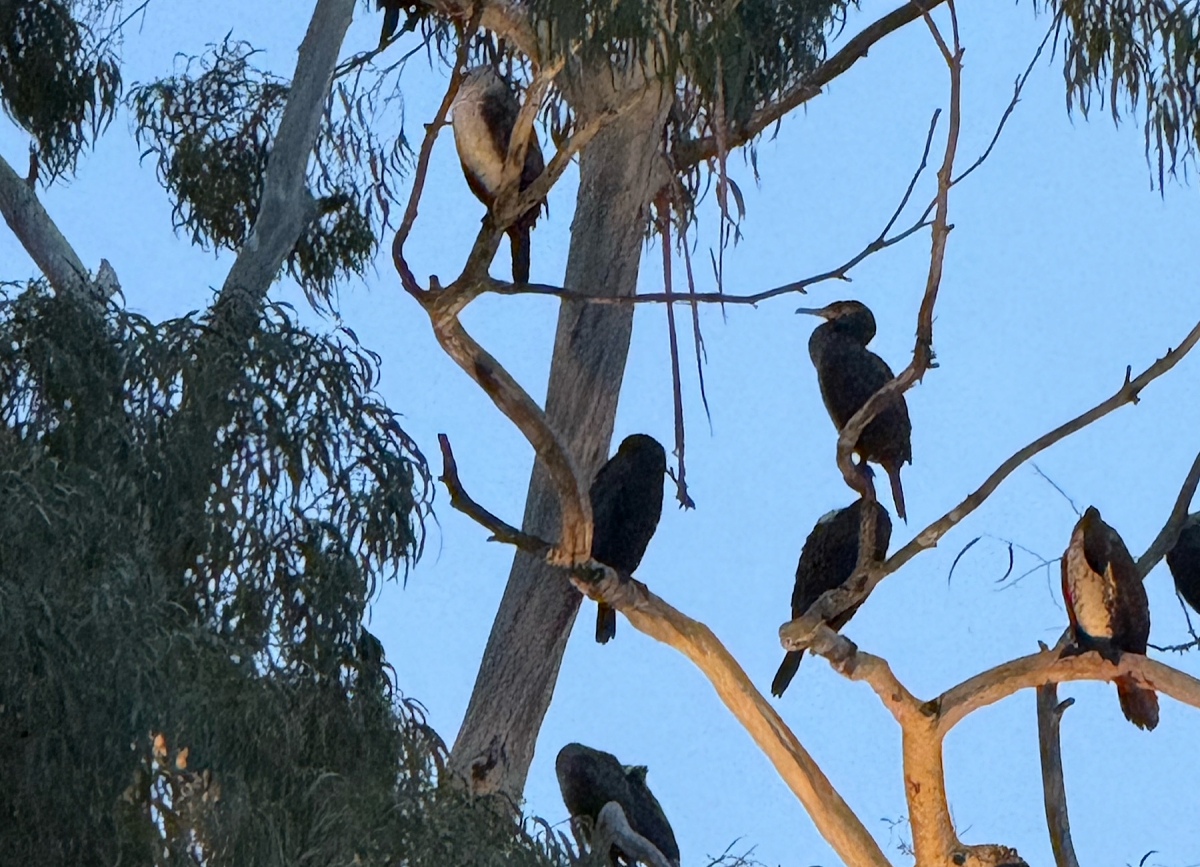 Бакланы не угрожают эвкалиптам у «Брехаловки» — эколог