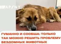 Акцию по стерилизации собак провели в Новом районе Сухума