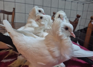 Абхазская порода голубей признана лучшей на Московской международной выставке