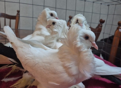 Абхазская порода голубей признана лучшей на Московской международной выставке