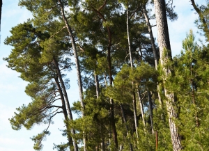 Заповедник Пицундской сосновой рощи отмечает 100-летие