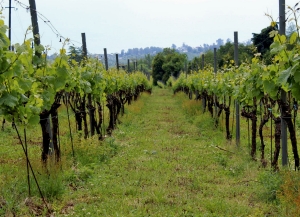 В Сухуме состоится информационный воркшоп, посвященный эндемичным сортам винограда