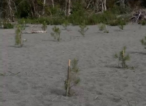 40 саженцев пицундской сосны высажены в Пицунда-Мюссерском заповеднике