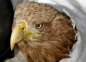 Роман Дбар: стрельба в краснокнижных птиц — это преступление, требующее жесткого наказания.