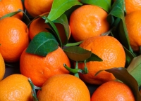 4 329 тонн мандаринов вывезено из Абхазии в Россию с начала цитрусового сезона