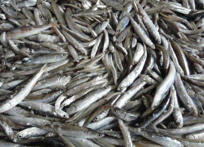 Савелий Читанава: лов рыбы в абхазской акватории осуществляется в соответствии с утвержденными квотами      