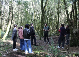 Эко-акцию по восстановлению самшитовых лесов провели в Пицунде   