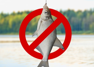 Тенгиз Джергения: популяция лосося в реках Абхазии уменьшается