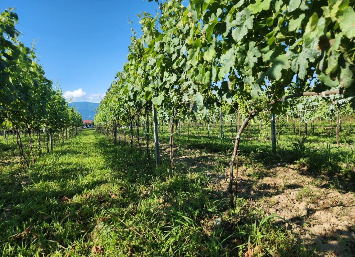 Виноделие сегодня: житель села Кутол стал участником программы развития сельского хозяйства в Абхазии
