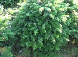 Владимир Делба подписал распоряжение, запрещающее вырубку хвойных насаждений