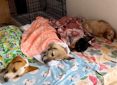 Акцию по бесплатной стерилизации собак провели в  Сухуме   