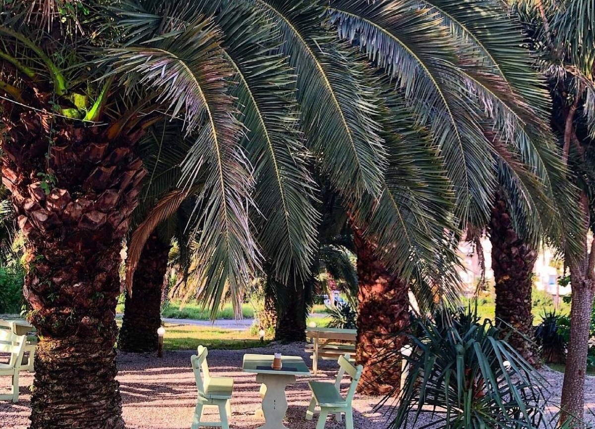 В Гагре и Новом Афоне установят феромоновые ловушки пальмовых долгоносиков