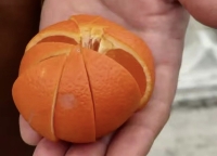 Цитрусовый гибрид &mdash; минеолу &mdash; презентовали на фестивале &laquo;Мандарин&raquo; в Сухуме.