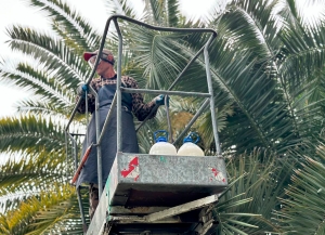 Обработка элитных пальм проводится в Сухуме