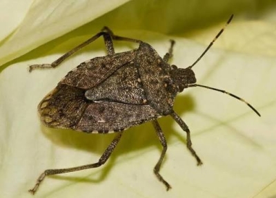 Аԥсны ақыҭанхамҩа Аминистрра амармалтәашьтә пты аҿагылара атактика аԥсахуеит.