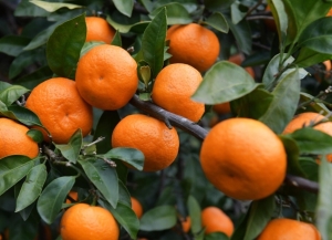 11 091 тонну мандаринов вывезли из Абхазии с начала цитрусового сезона