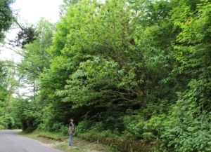 Абнатә фонд адгьылқәа егьырҭ акатегориақәа рахь рыиагаразы ашәатәқәа мҩаԥгахоит аиуристтә хаҿқәа рыла еиԥш хазхаҭалатәи ахаҿқәагьы рыла.