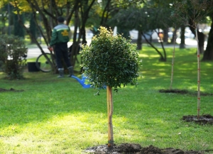 До 500 новых деревьев высадят в Сухуме в 2026 году