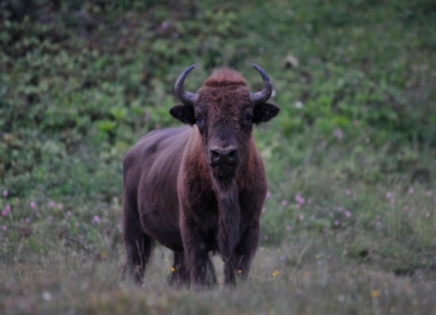Шесть зубров планируется завезти в Абхазию в 2026 году
