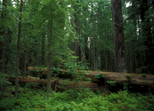 Изменен порядок возмещения потерь лесного фонда при переводе земель в другую категорию