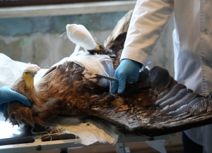 Раненого орлана-белохвоста обнаружили в районе озера Скурча