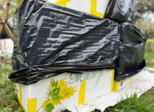 Абхазия с начала февраля экспортировала в Россию около 3 тонн мимозы