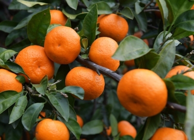 Ацитрустә сезон алагара инаркны 11 091 тонна амандарина Аԥсны иалганы идәықәырҵахьеит.