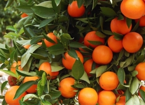 2025 шықәсазы ацитрусттә шәырқәа рҽаҩразы аахәаратә хәыԥсақәа шьақәыргылоуп.