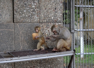 От слов к делу: фонд «Сухумские мартышки» начал работу