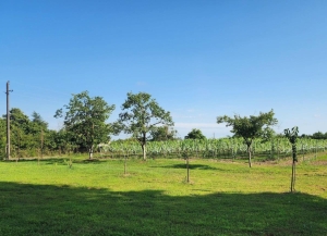 III Национальный конкурс вин имени Н.Б. Ачба стартует 16 февраля