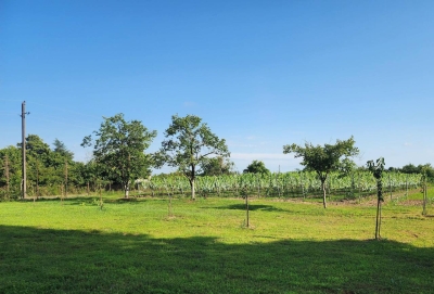 III Национальный конкурс вин имени Н.Б. Ачба стартует 16 февраля